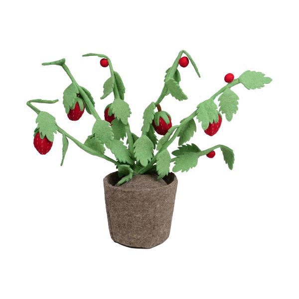KidsDepot Plant Strawberry
